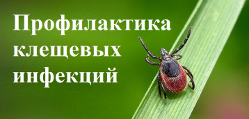 О мерах профилактики клещевых инфекций О мерах профилактики клещевых инфекций.